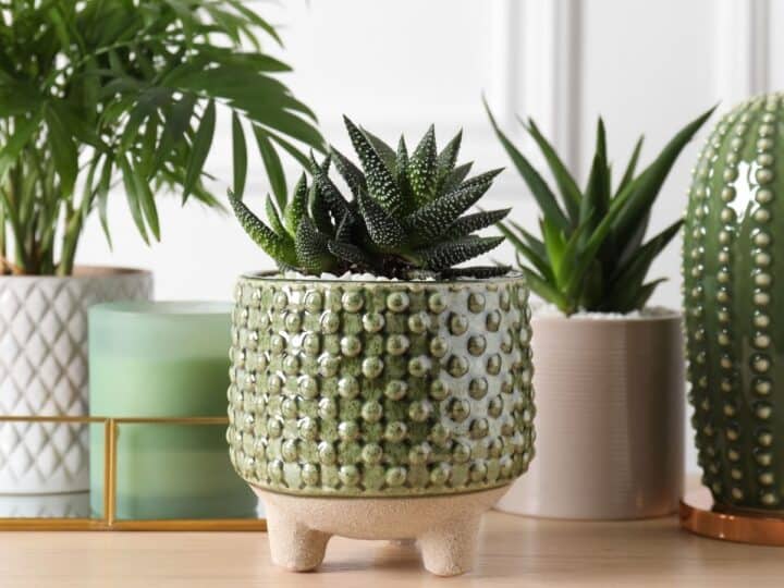 7 Gorgeous Indoor & Outdoor Ceramic Planters - She's Your Friend