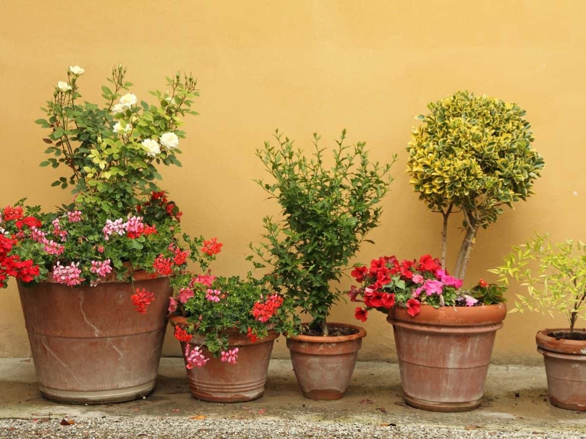 a bunch of outdoor ceramic planters with trees flowers and shrubs