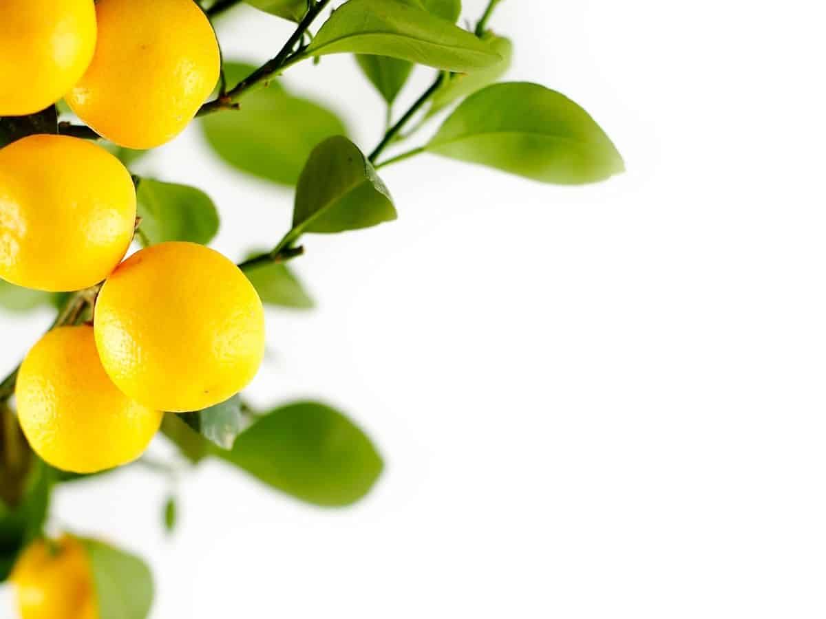 close up image of a lemon tree