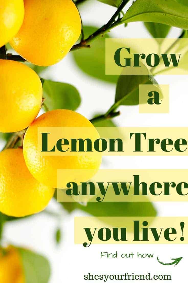 Growing a Dwarf Lemon Tree She's Your Friend