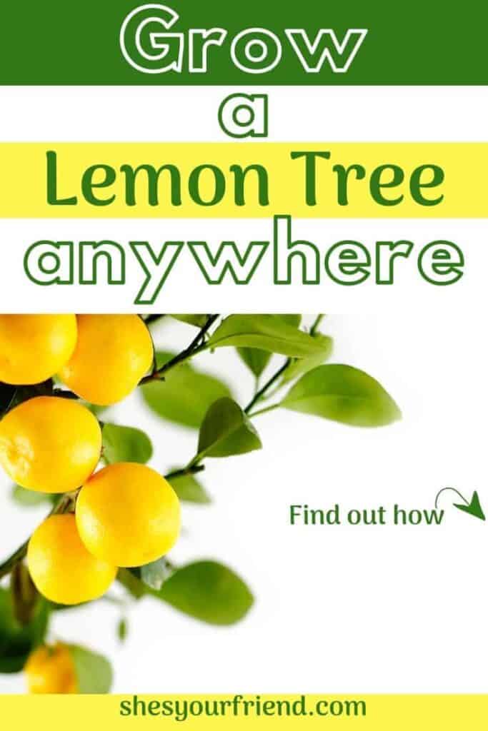 lemons growing on a tree with text overlay that reads grow a lemon tree anywhere find out how