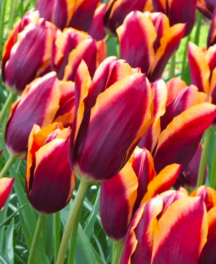 red and orange tulips blooming