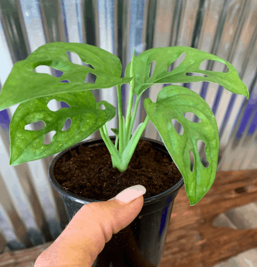 monstera swiss cheese house plant