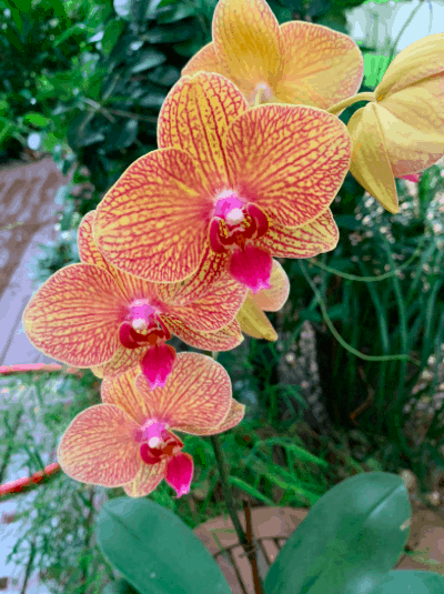 a pink and coral phalaenopsis orchid