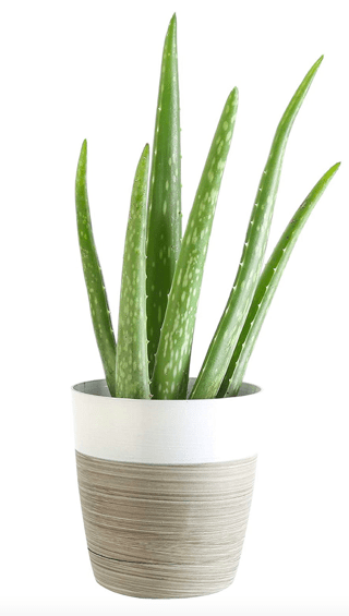 an aloe vera plant in a white planter