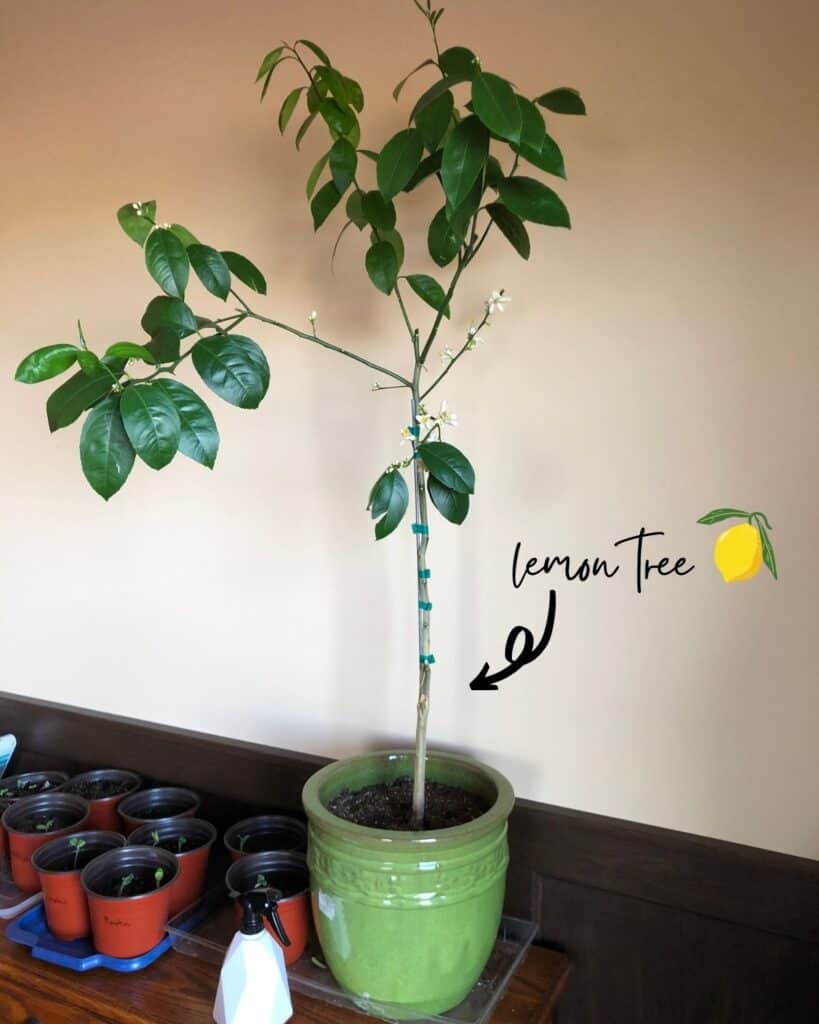 a lemon tree in a green planter with text overlay that says lemon tree with an arrow