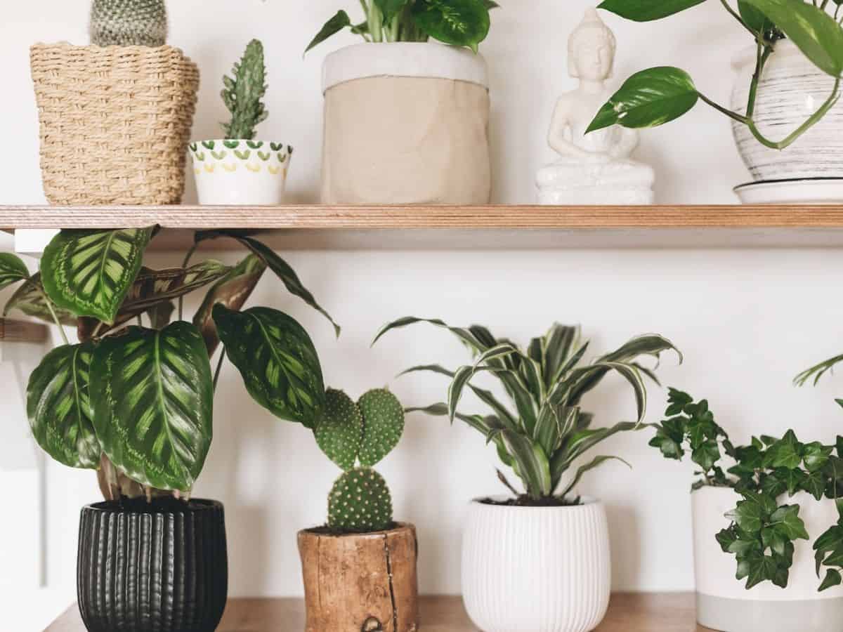 The Best House Plants (that are low maintenance) - She's Your Friend