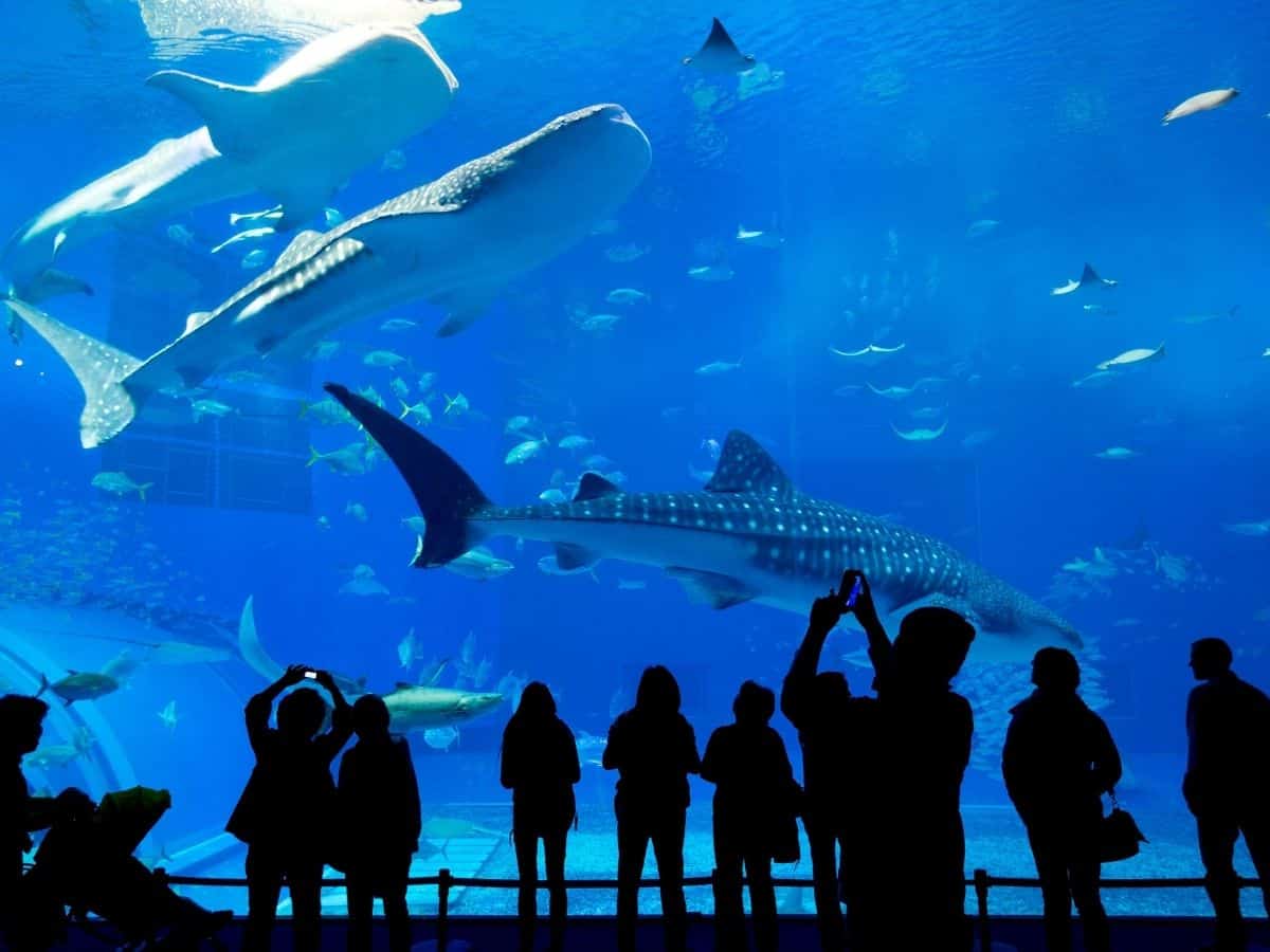 a bunch of people at an aquarium with sharks and whales