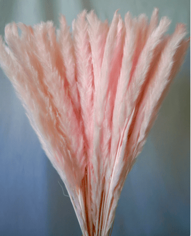 a bunch of dried pink pampas grass stems