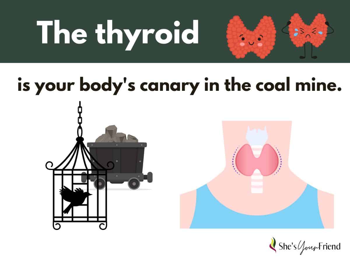 an infographic that says the thyroid is your body's canary in the coal mine