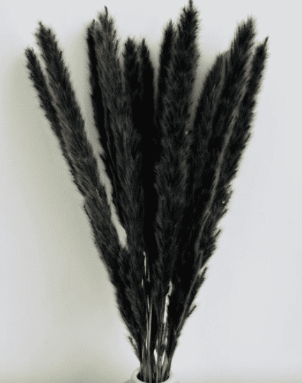 stems of black pampas grass